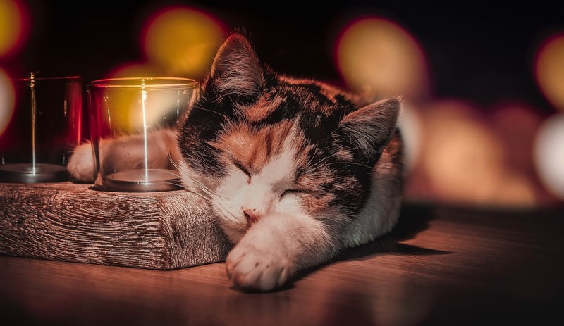 drinking glass, sleeping, cats, animals