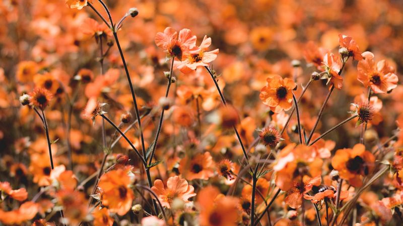flowers, field, bloom, plants, blooming, 4k