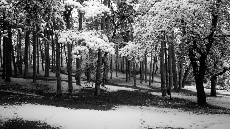 snow, forest, winter, park, monochrome, bench, trees, path