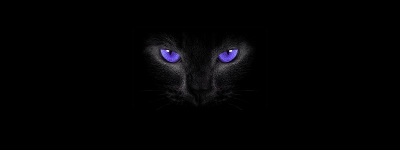 cat eyes, simple background, cats, black cats, smoky eyes