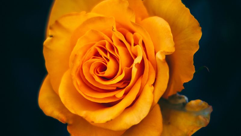 rose, flower, yellow, bloom, closeup, 4k