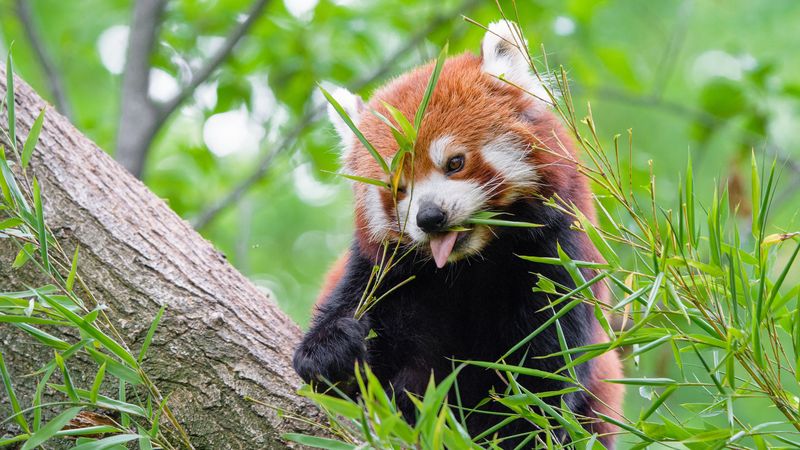 red panda, fire panda, protruding tongue, food, 4k