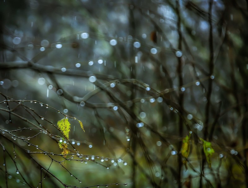 plants, nature, rain, water drops