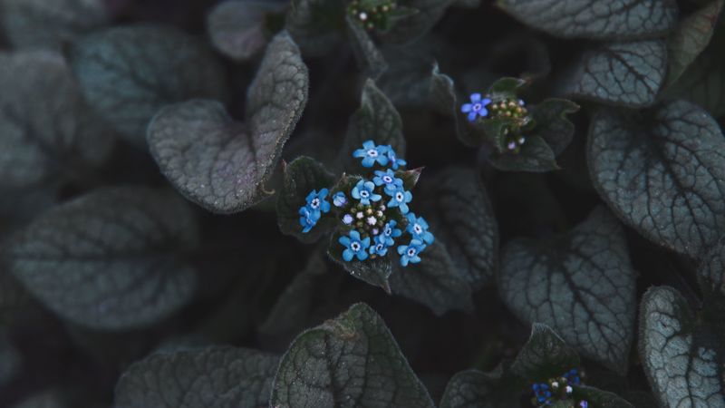 flower, blue, inflorescence, leaves, plant, bloom, 4k