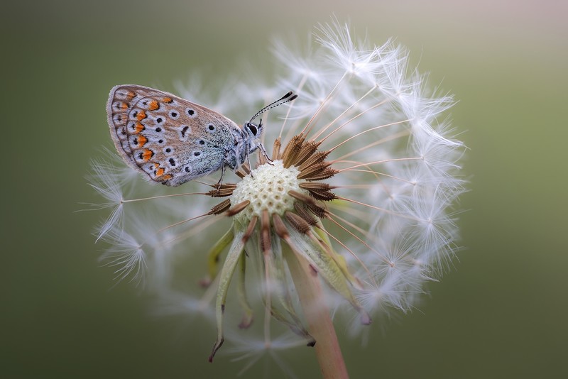 macro, plants, flowers, animals, insect, butterfly