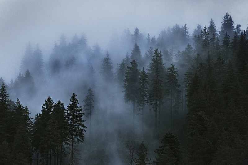 trees, mist, clouds, photography, wood, sky, forest