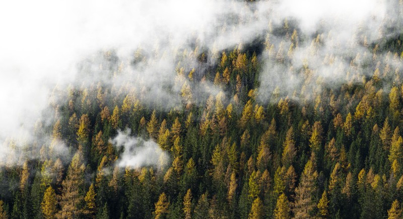 trees, mist, clouds, photography, wood