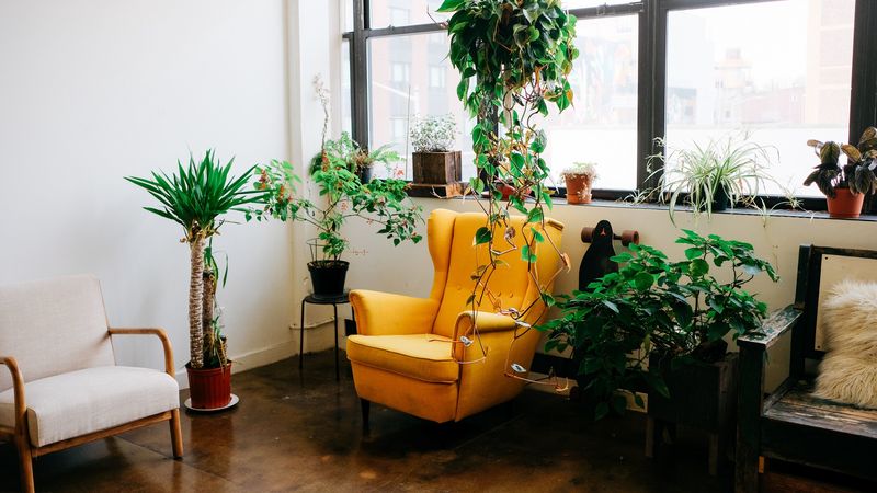 room, furniture, interior, flowers, chair, window, 4k