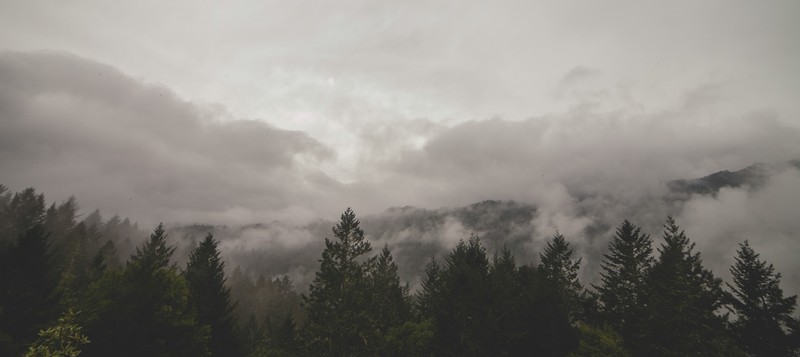 trees, mist, clouds, photography, wood, sky