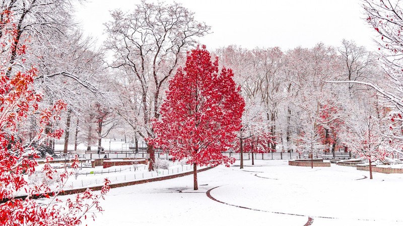 winter, snow, trees, forest, park, leaves
