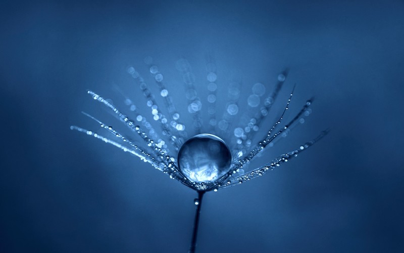 simple, blue, macro, water drops, dew, depth of field, plants, closeup