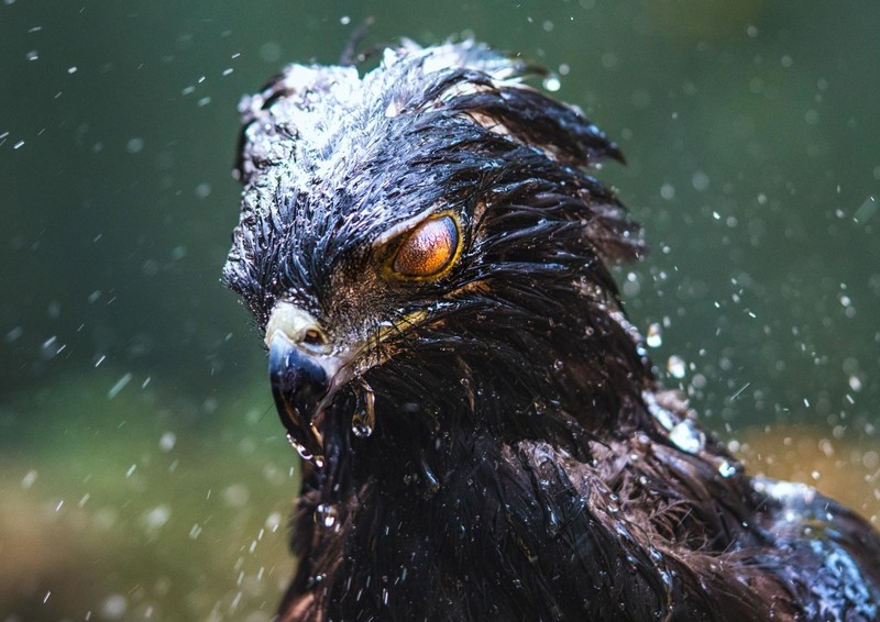 eagle, black hawk, birds, rain