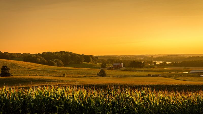field, corn, vast, usa, ohio, 4k