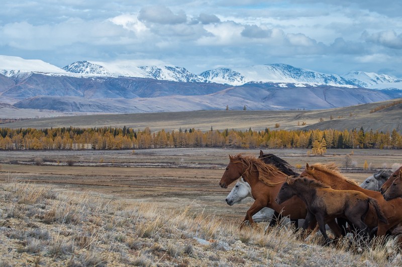 Altai Mountains, nature, landscape, animals, horse