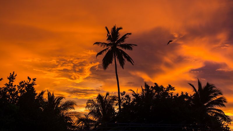 palm trees, sunset, tropics, sky, clouds, 4k