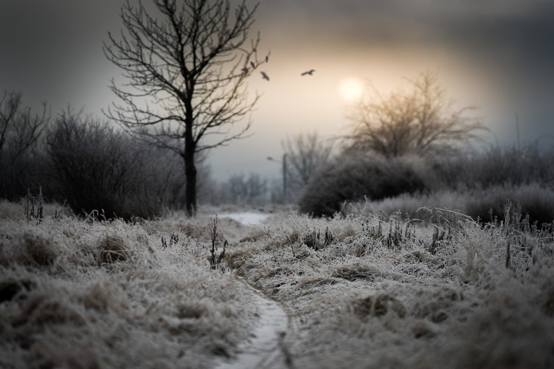 dark, winter, trees, nature, landscape