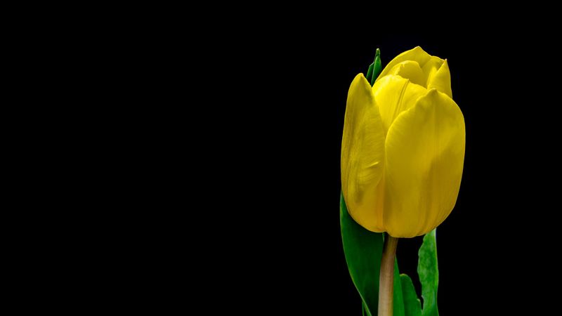 tulip, flower, yellow, plant, petals, 4k