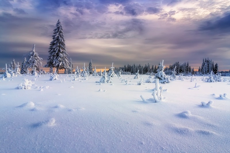 snow, winter, landscape, nature