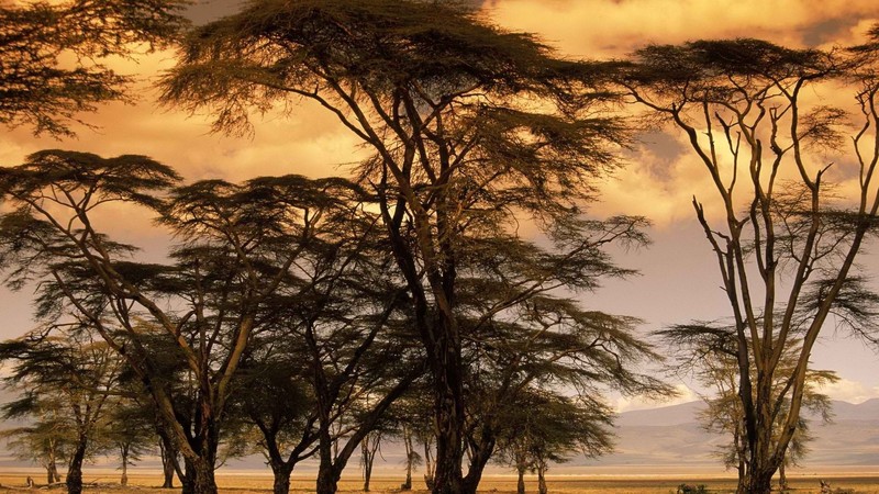Africa, trees, savannah, nature, HDR
