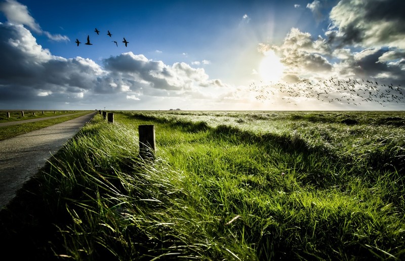 nature, green, sky, grass, birds