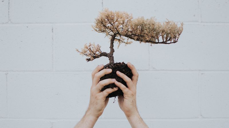 hands, bonsai, tree, plant, 4k