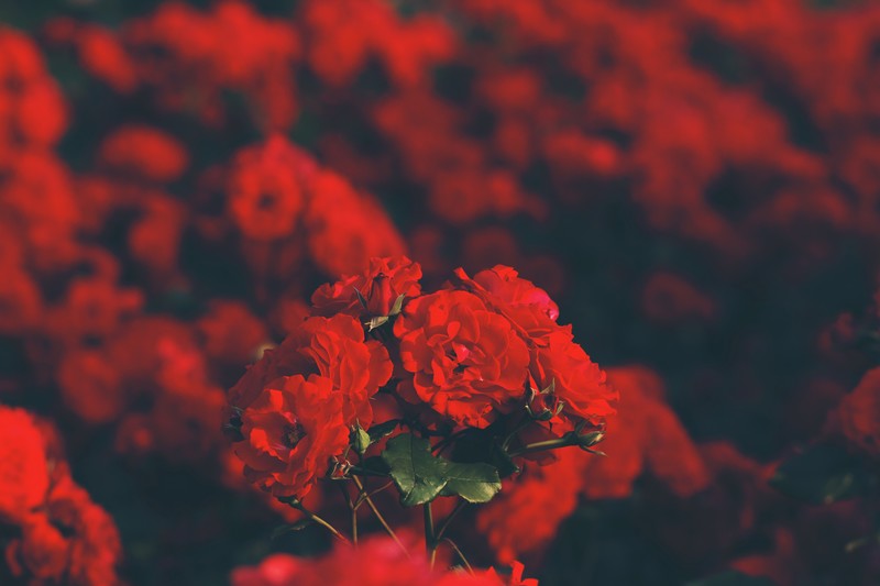red, red flowers, rose