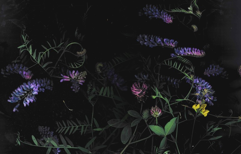 dark, floral, flowers, macro