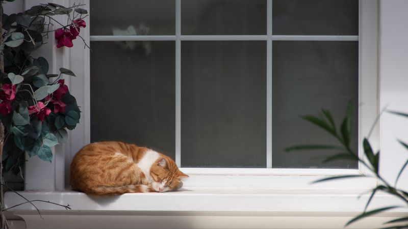 cat, window sill, sleep, flowers, rest, 4k