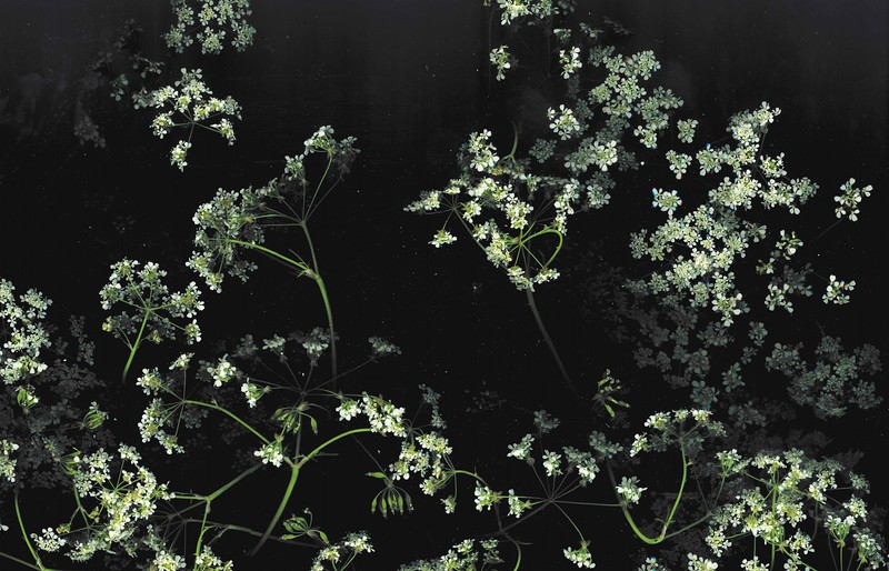 dark, floral, flowers, macro
