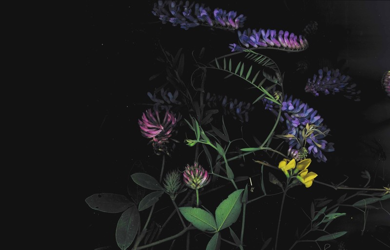 dark, floral, flowers, macro
