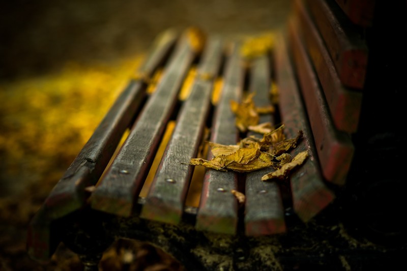 bench, fall, leaves