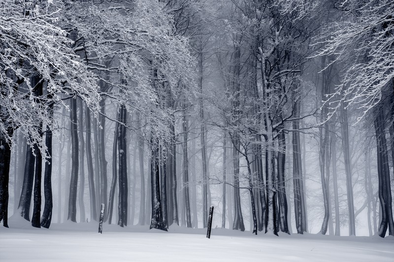 trees, snow, mist, monochrome, winter
