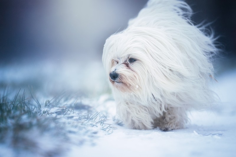 dog, animals, snow, white