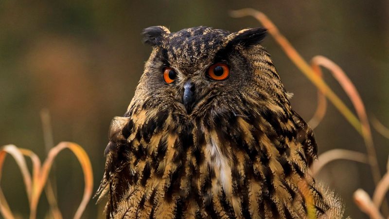 owl, bird, predator, grass, wildlife, 4k