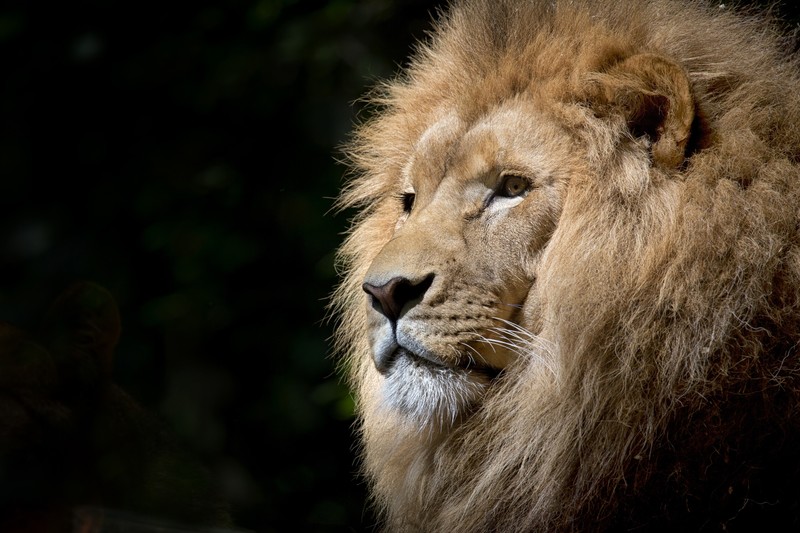 lion, wildlife, Africa, photography, simple