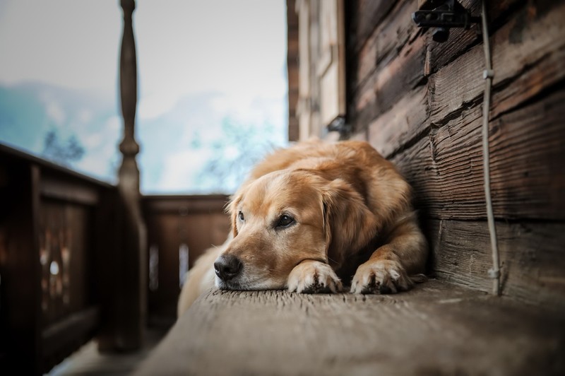 dog, animals, blurred, house, brown