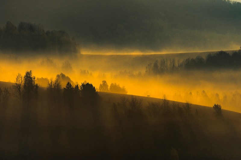 nature, landscape, mist, trees, hills, morning, sunlight, forest, deer, Slovakia