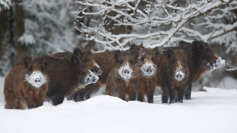 animals, winter, snow, pigs