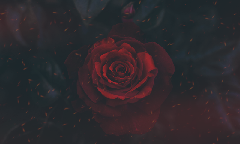 rose, nature, digital art, artwork, red, red flowers