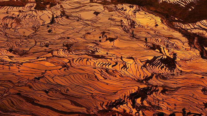 landscape, rice paddy, field, orange