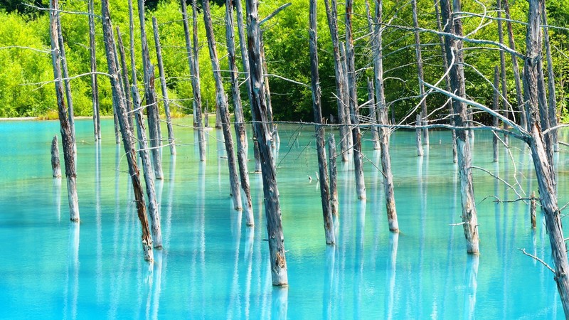 landscape, trees, water, dead trees, turquoise, daylight