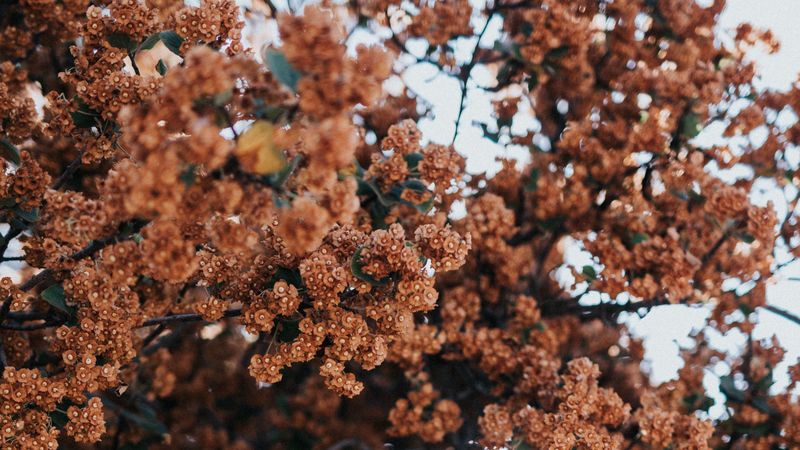 tree, flowers, branches, bloom, plant, 4k