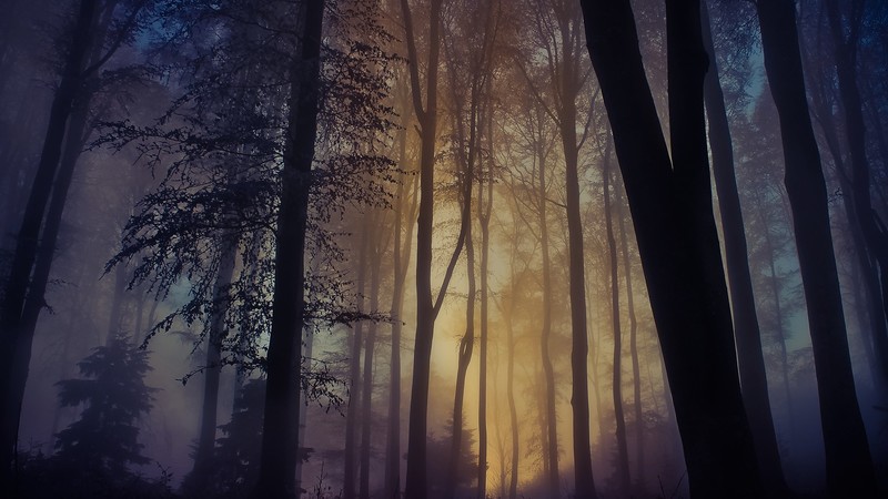 landscape, trees, mist