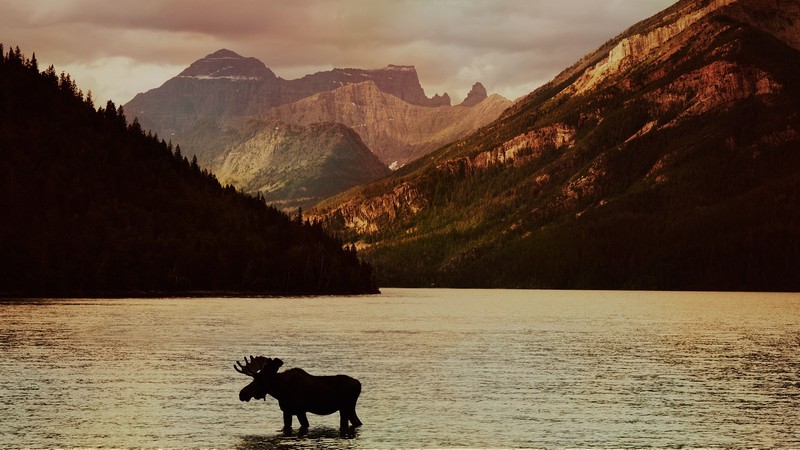 landscape, nature, animals, moose, lake, mountains, trees, elk, silhouette, brown