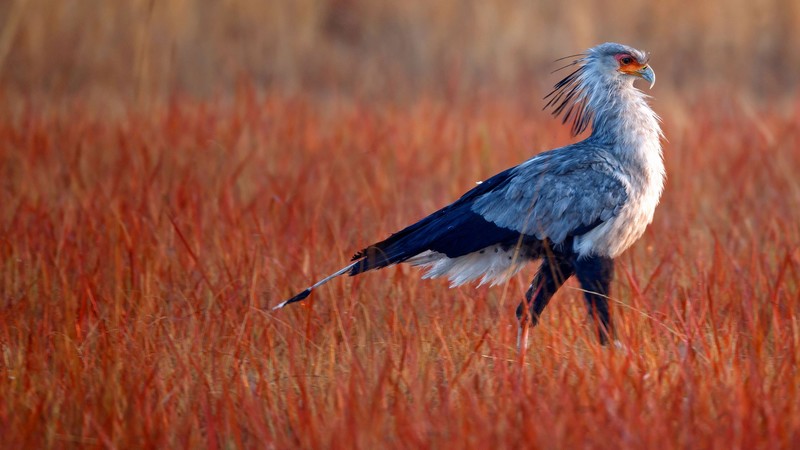landscape, birds, animals, nature