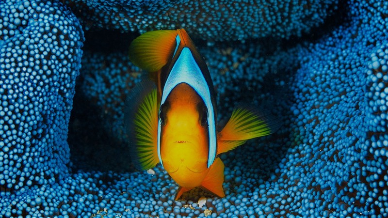 fish, underwater, animals, colorful