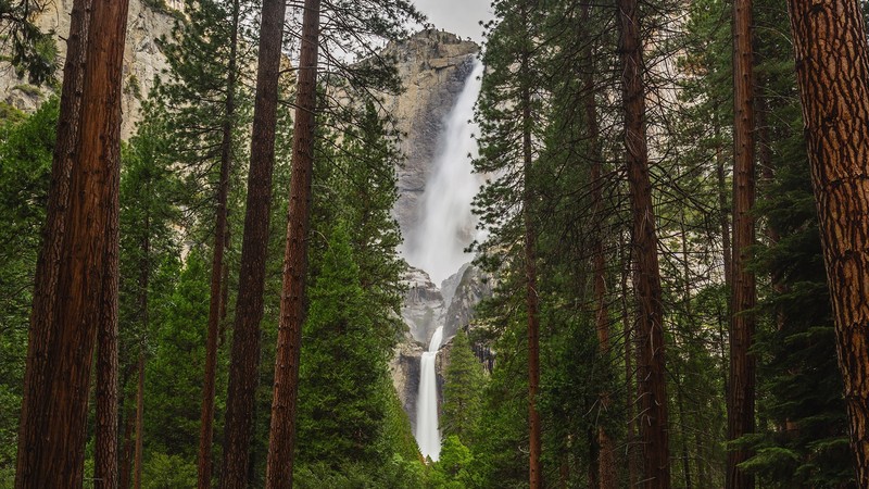 landscape, waterfall, forest, pine trees, nature