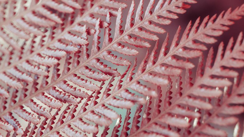 leaves, fern, plant, macro, closeup, 4k