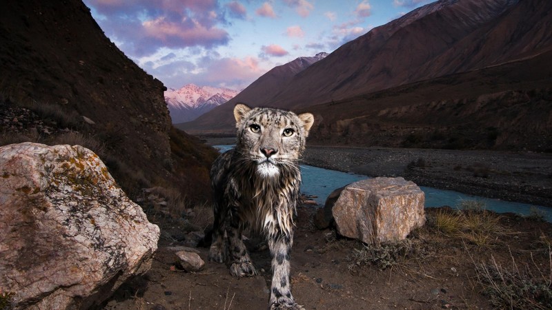 landscape, animals, nature, rock, snow leopard