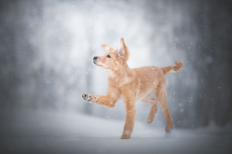 winter, snow, dog, animals
